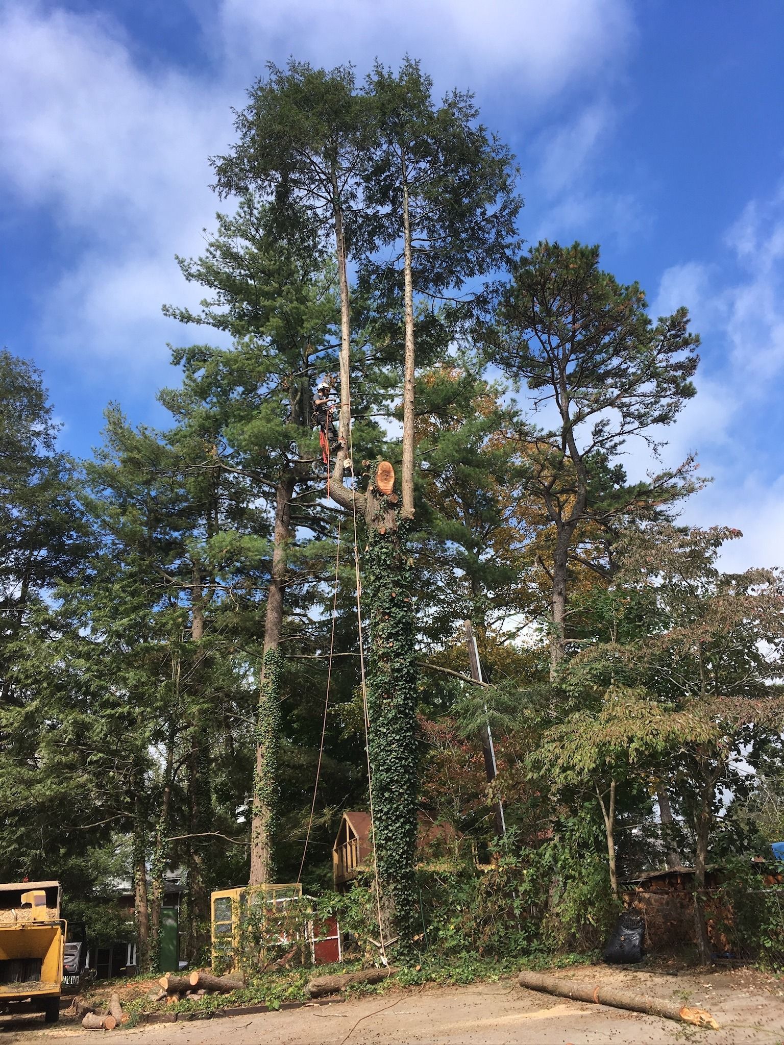 Two arborists trimming a tall tree with a ground-level chipper visible. Blue sky, green foliage.
