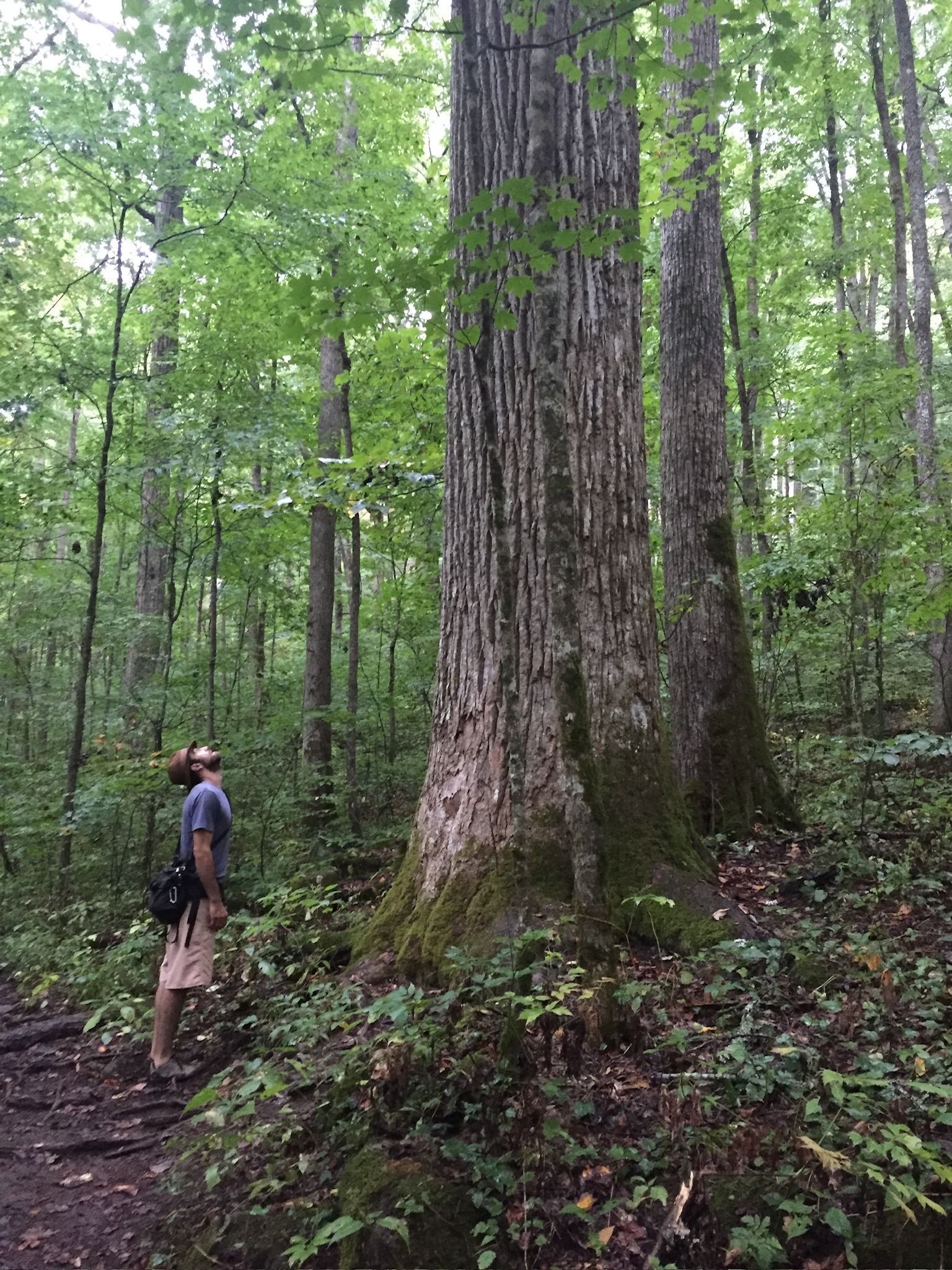 Person standing near large trees on a forest trail. Green foliage surrounds them.