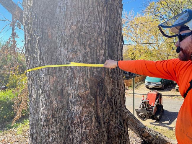 Person in orange shirt measuring a tree trunk with yellow tape outside.