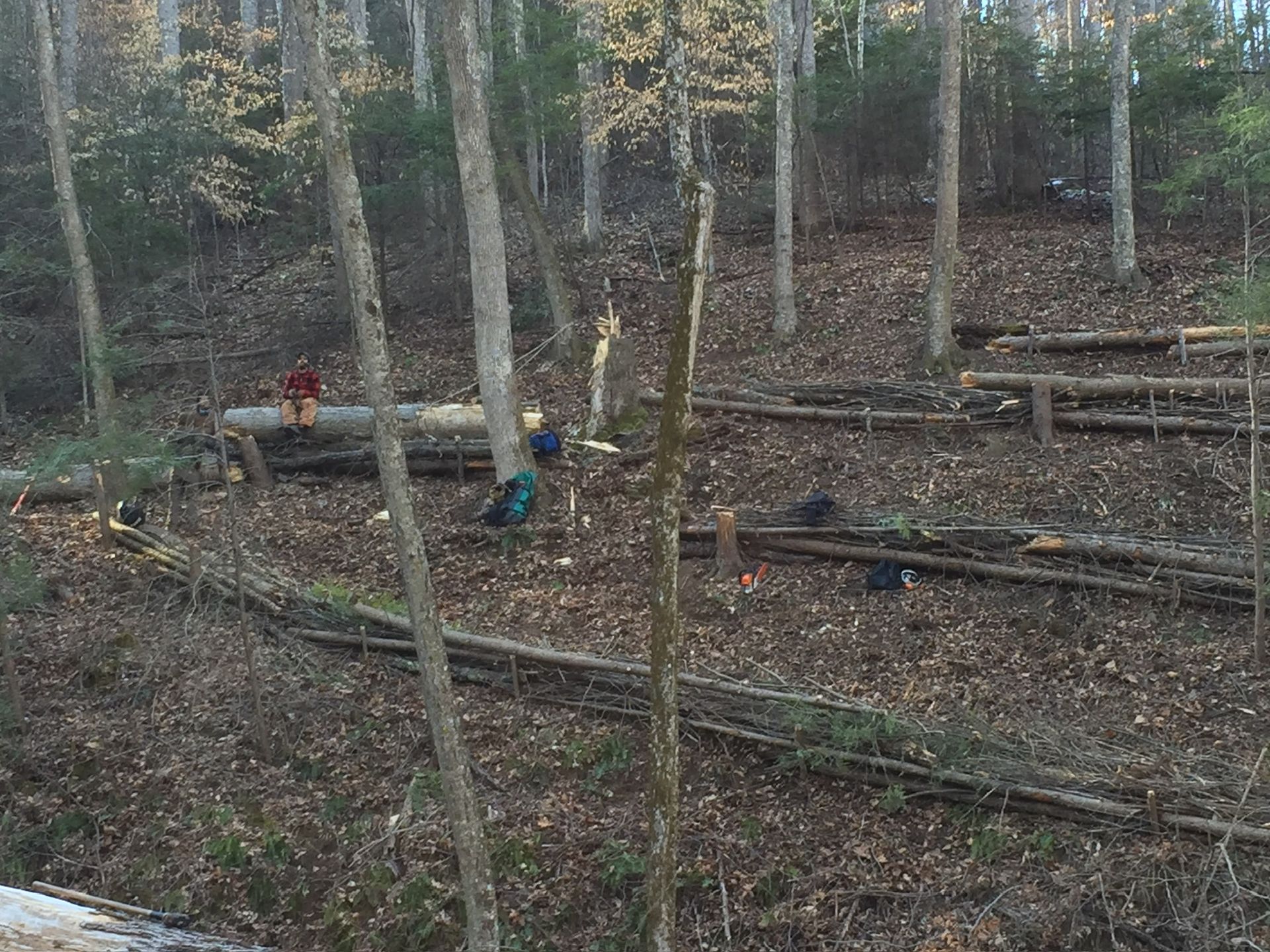 People working in a forest clearing, logs and branches scattered about.