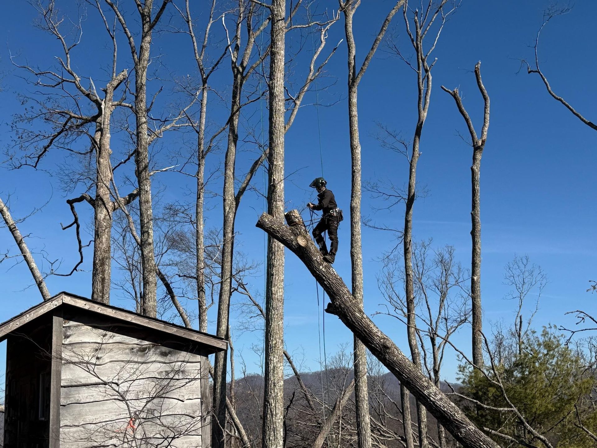 Arborist on a tree branch, sawing off a limb. Small wooden structure in the foreground, clear blue sky.