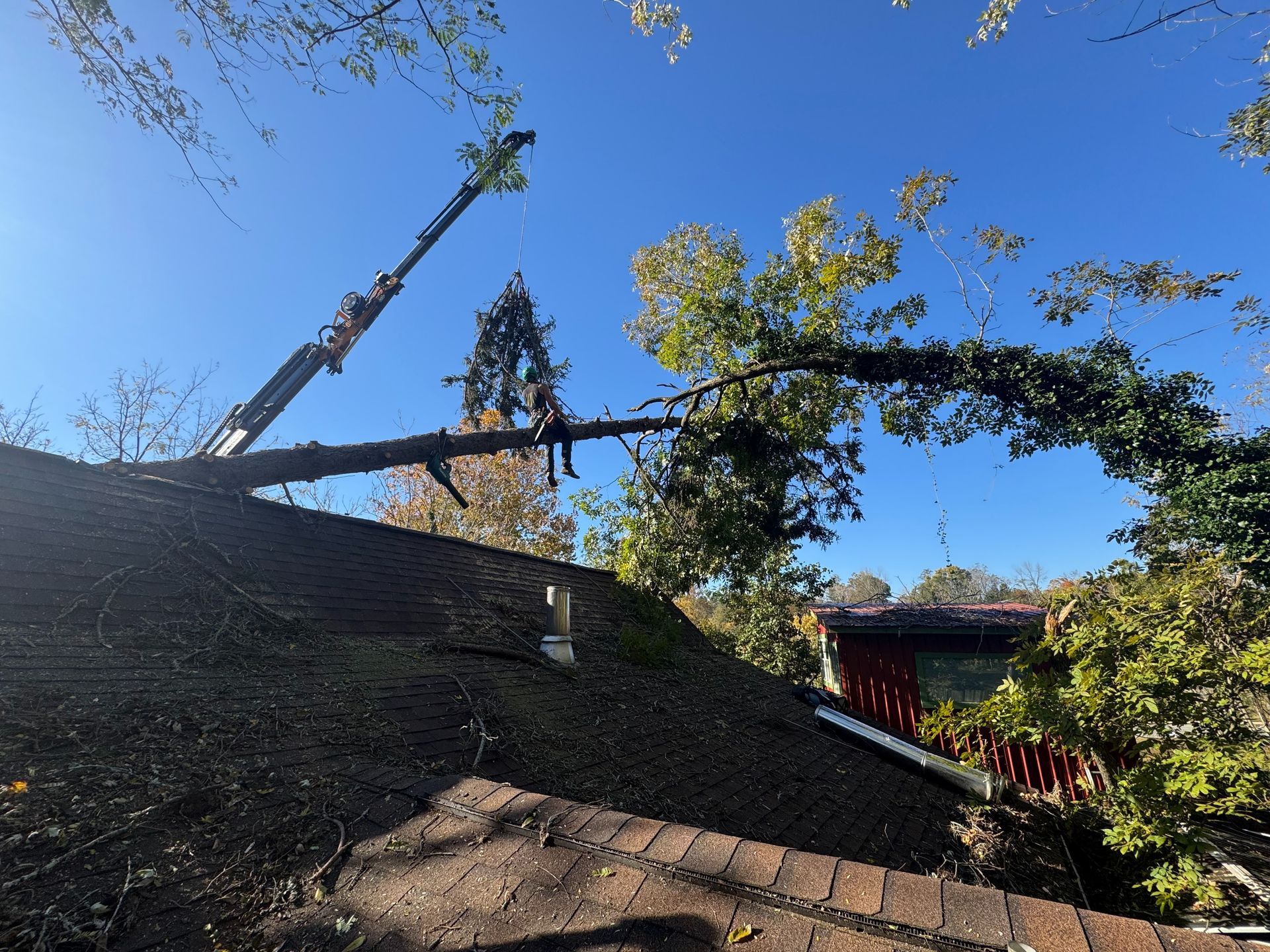 Young evergreen tree in front of a brick retaining wall and wooden house with decks.