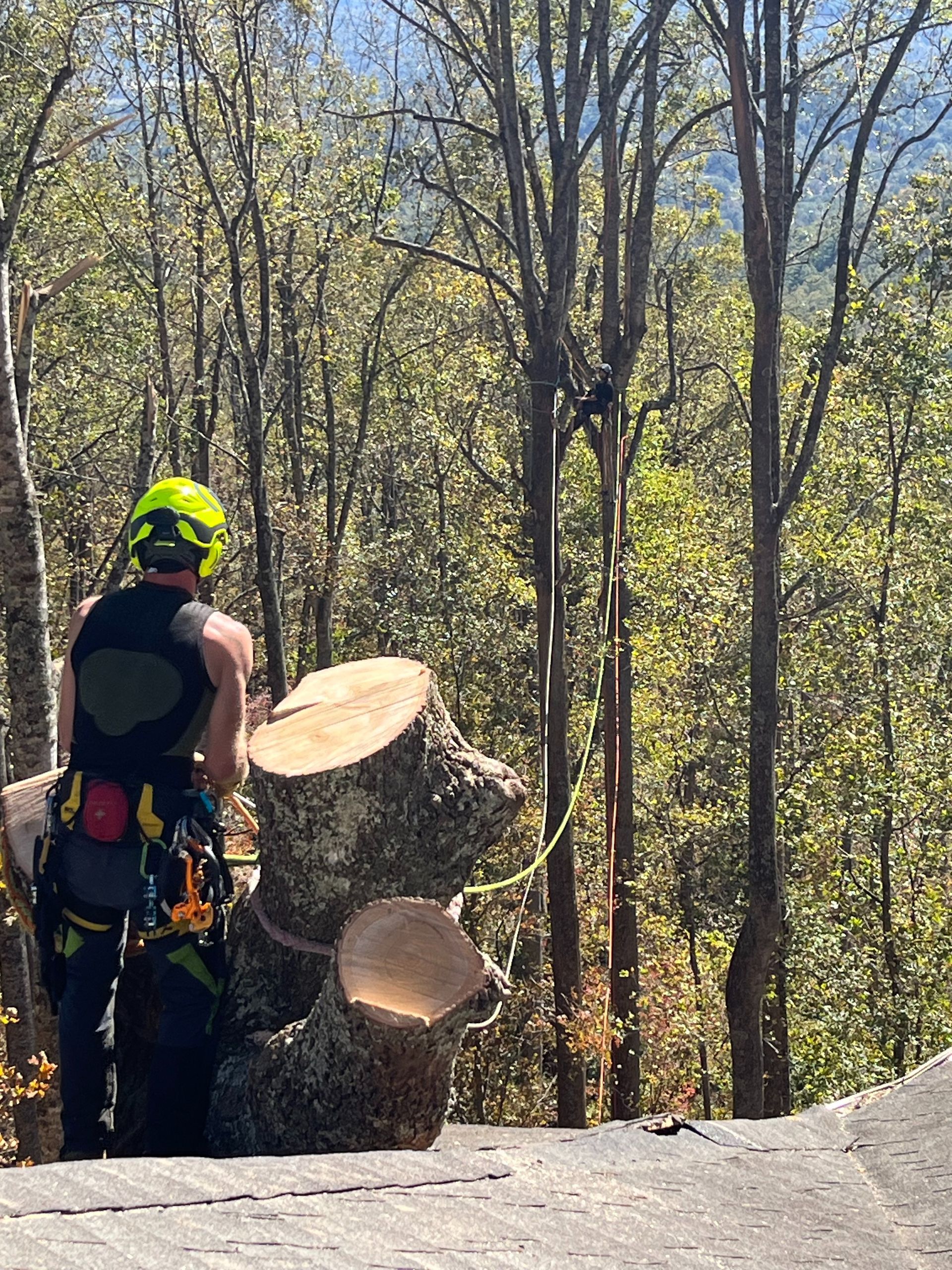 Arborist cutting a tree, wearing a helmet and harness, with a cut tree trunk in the foreground; outdoors.