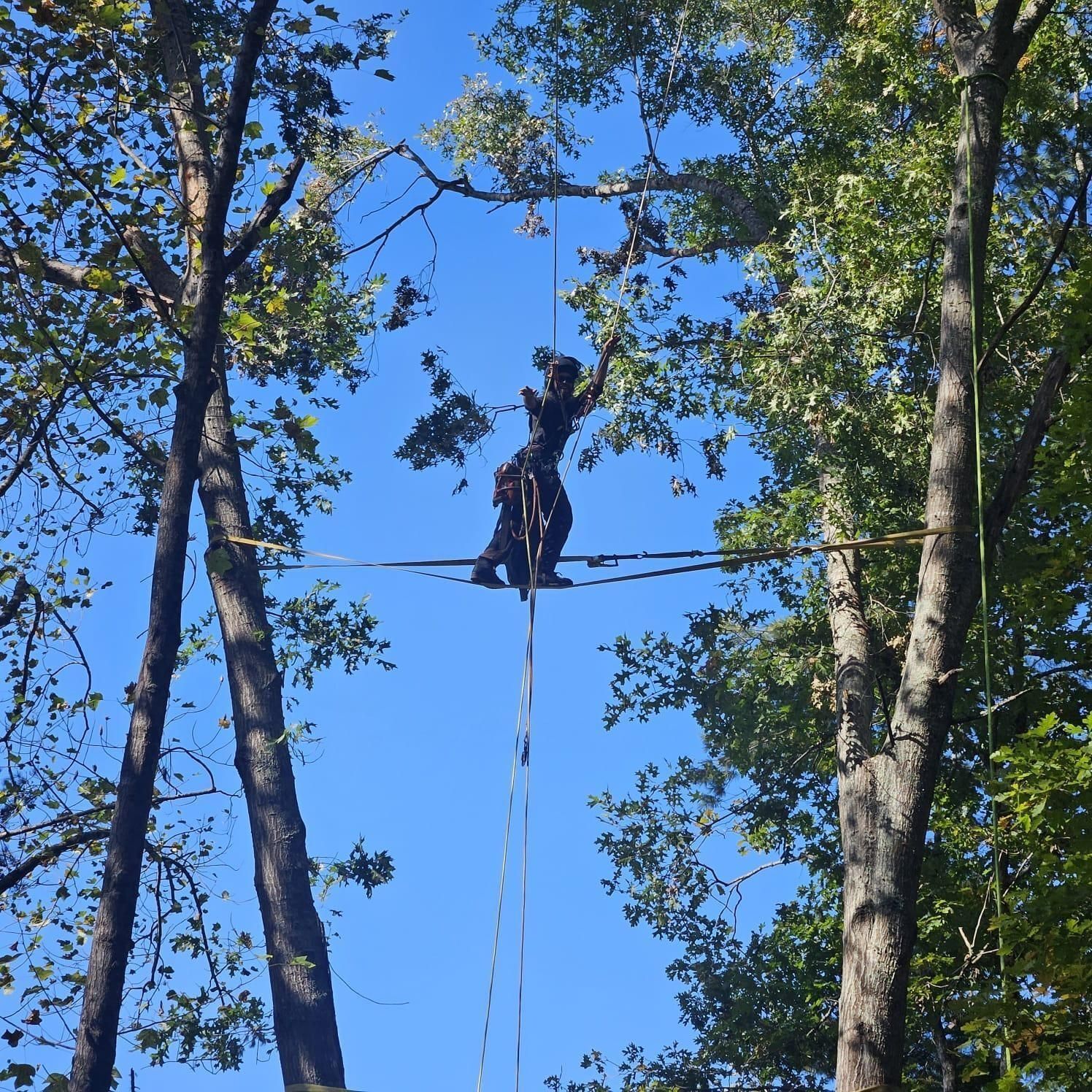 Person balances on slackline strung between two trees against a blue sky.
