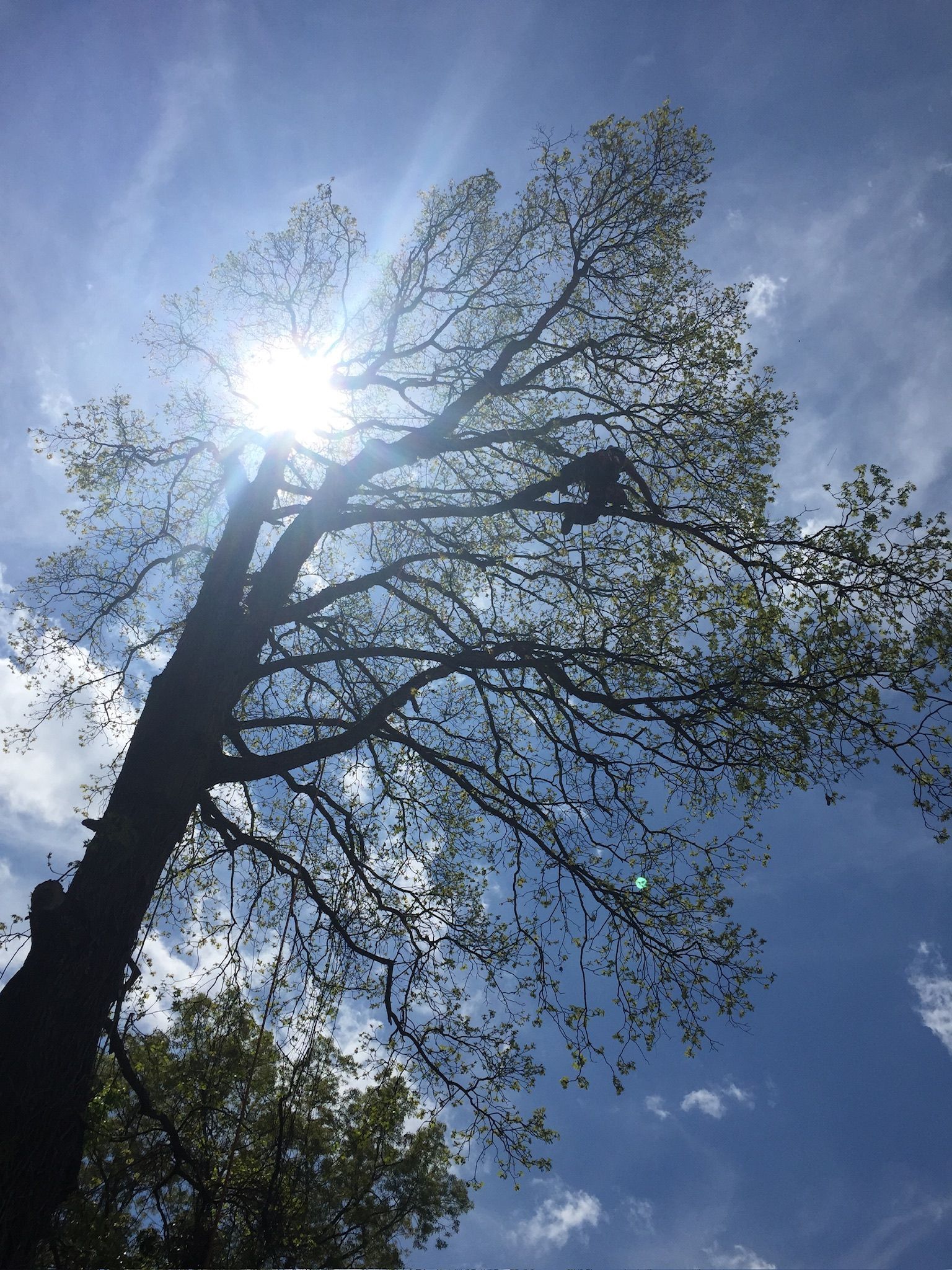 Sun shining through a tall tree's branches against a blue sky, leaves in silhouette.