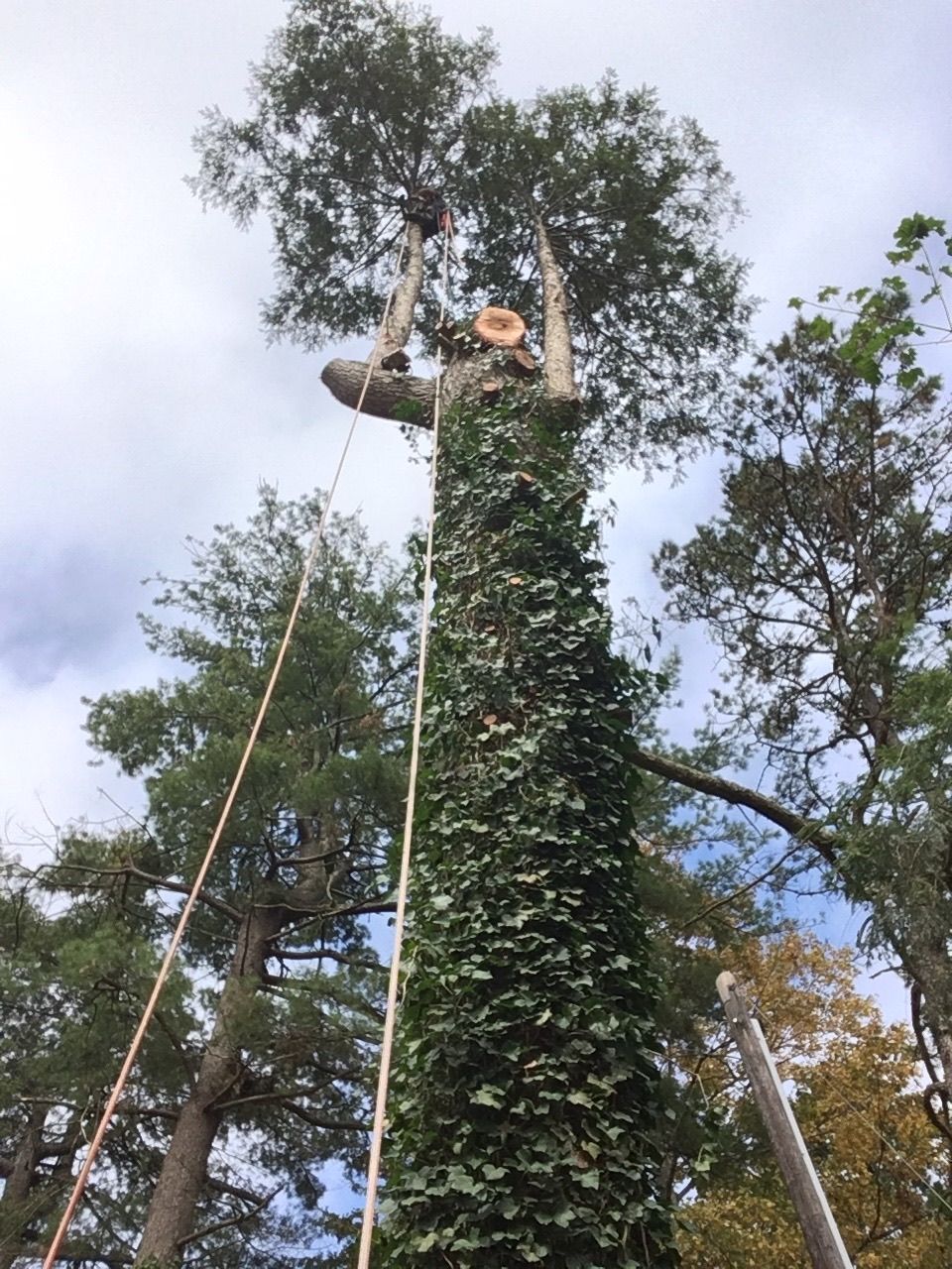 Arborist atop a tall tree covered in vines, cutting branches. Safety ropes are visible against a cloudy sky.