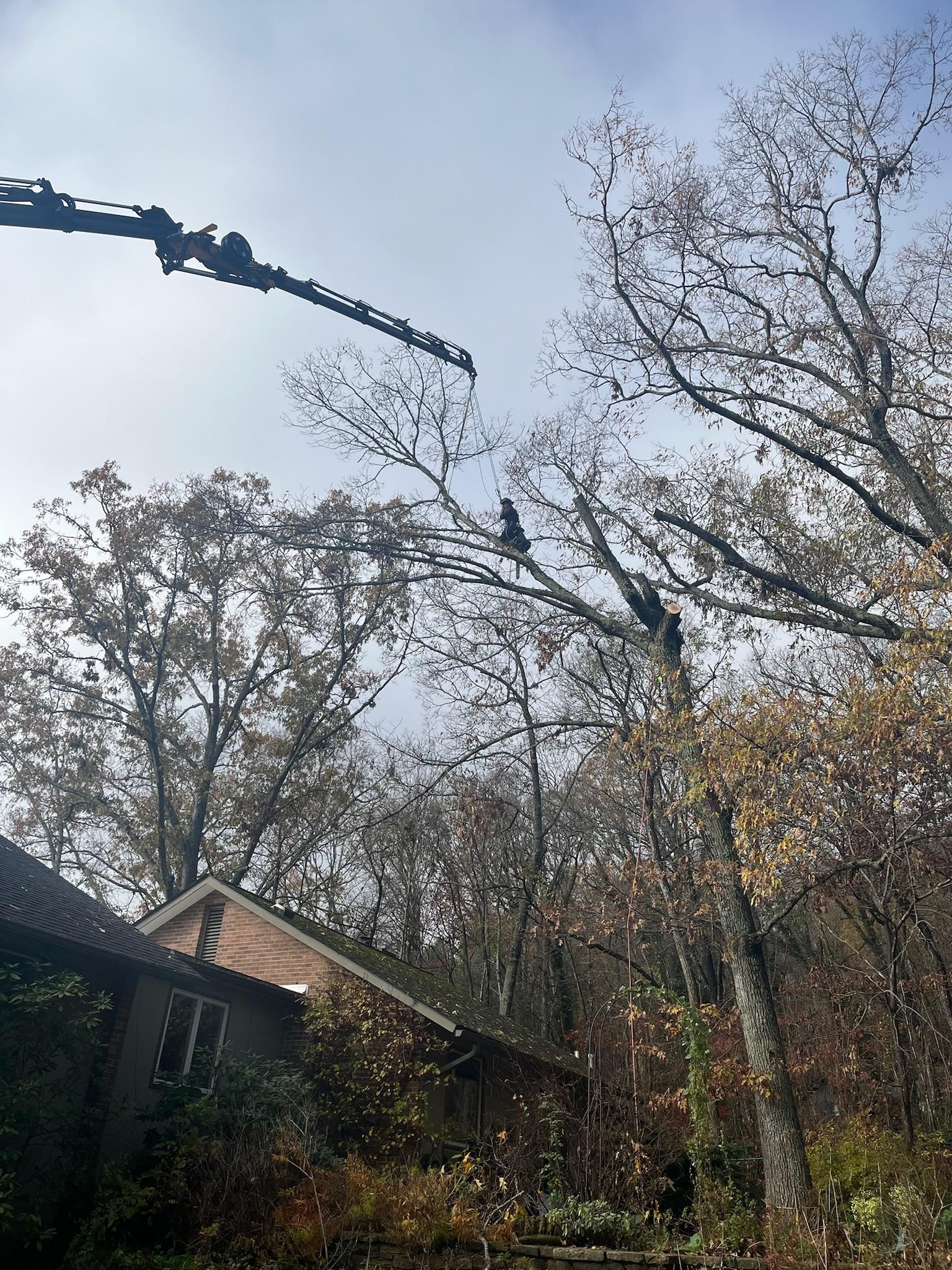Trees with sparse leaves, a building, and a crane against a cloudy sky.