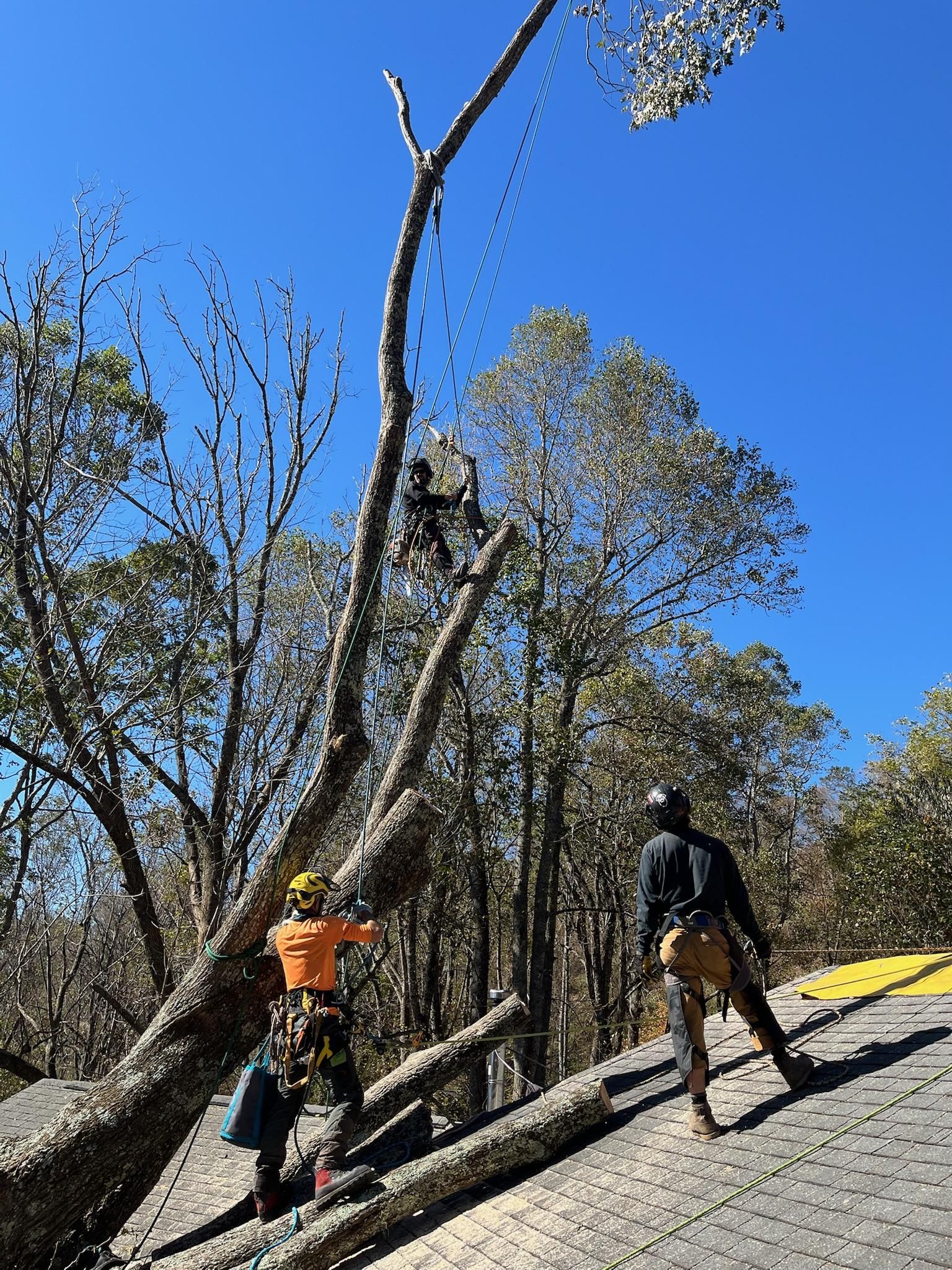 Tree trimmers working to remove a tree branch on a sunny day. One is in the tree, two on the ground.