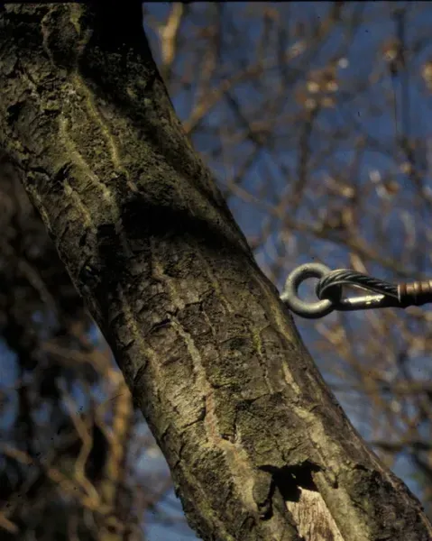 Tree trunk with a metal ring attached, against a blurred blue sky.
