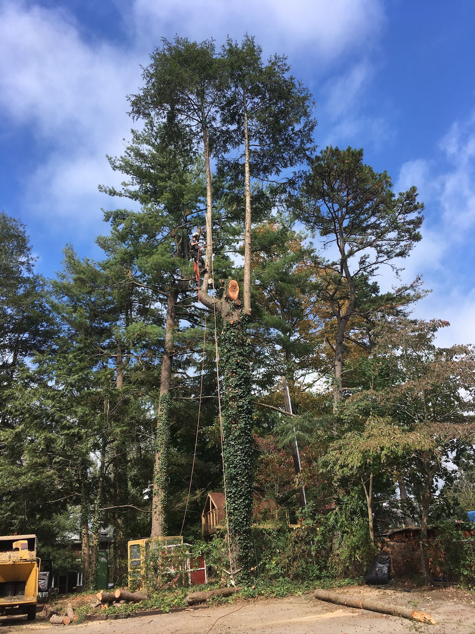 Professional arborist examining a tree in Asheville.