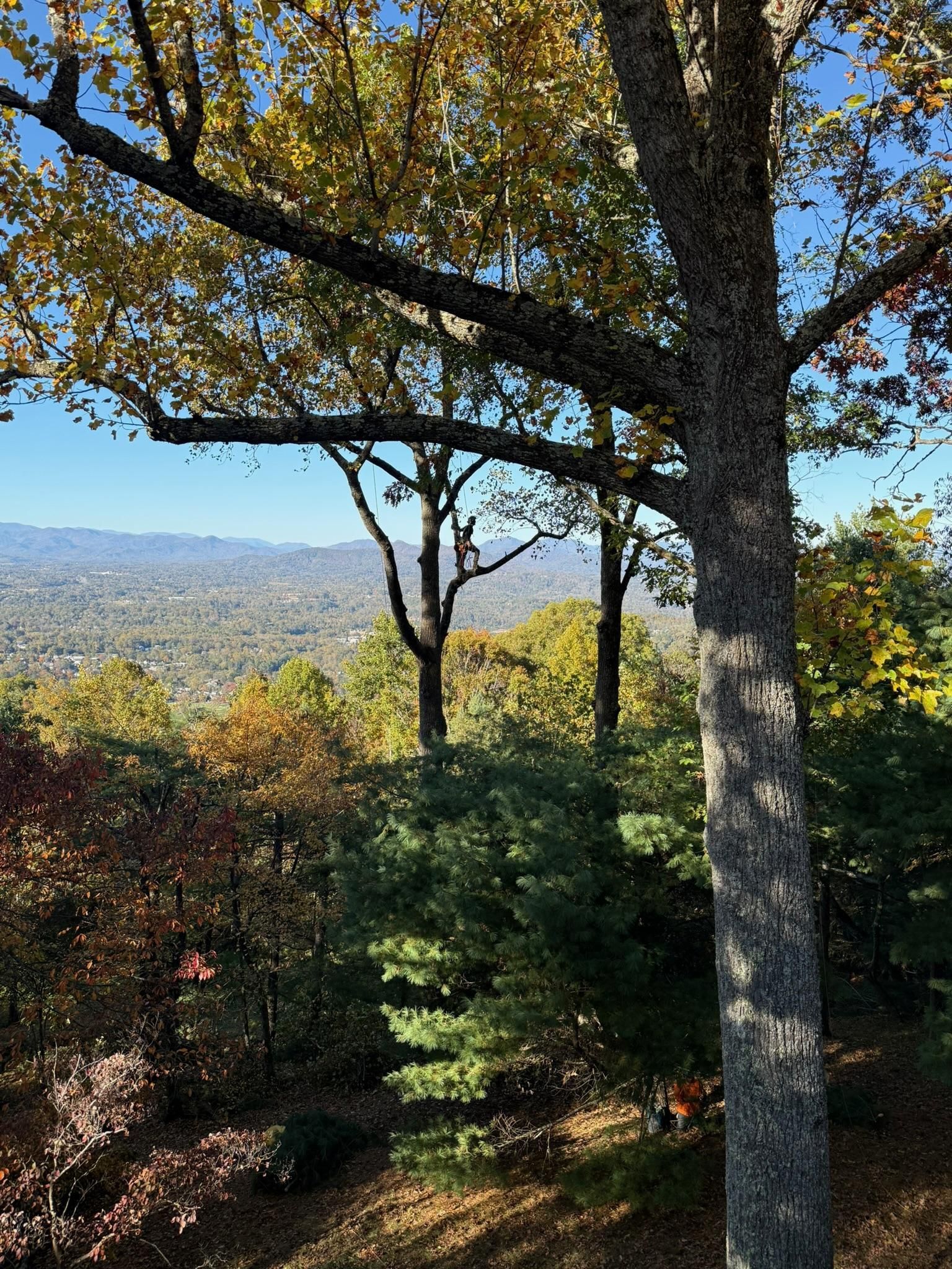 Autumn scene: trees with colorful leaves overlook a valley on a clear day.