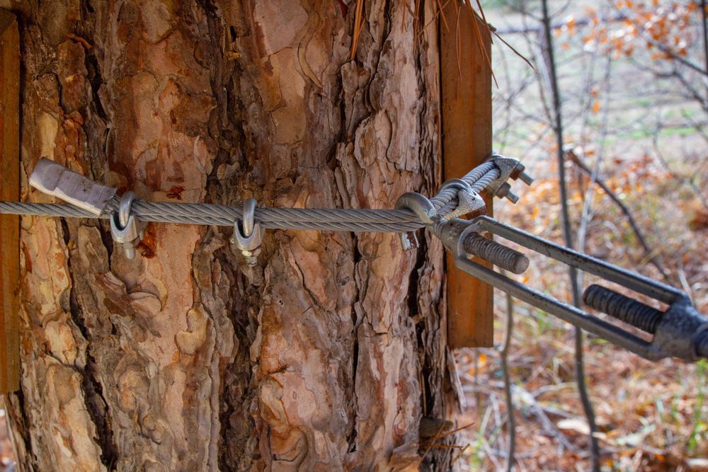 Steel cable secured to a tree with clamps and a turnbuckle, likely for structural support.