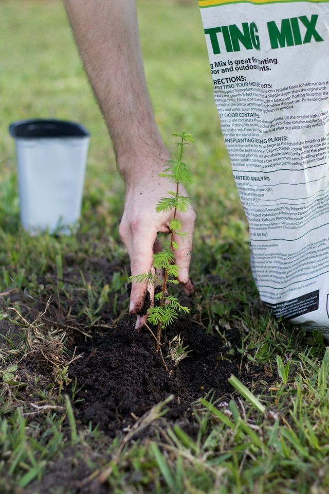 Person planting a small sapling in dark soil, with a bag of potting mix and a bucket nearby.