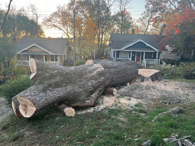 Felled tree in front yards of two houses. Wood shavings surround the cut logs, and trees in the background have fall foliage.