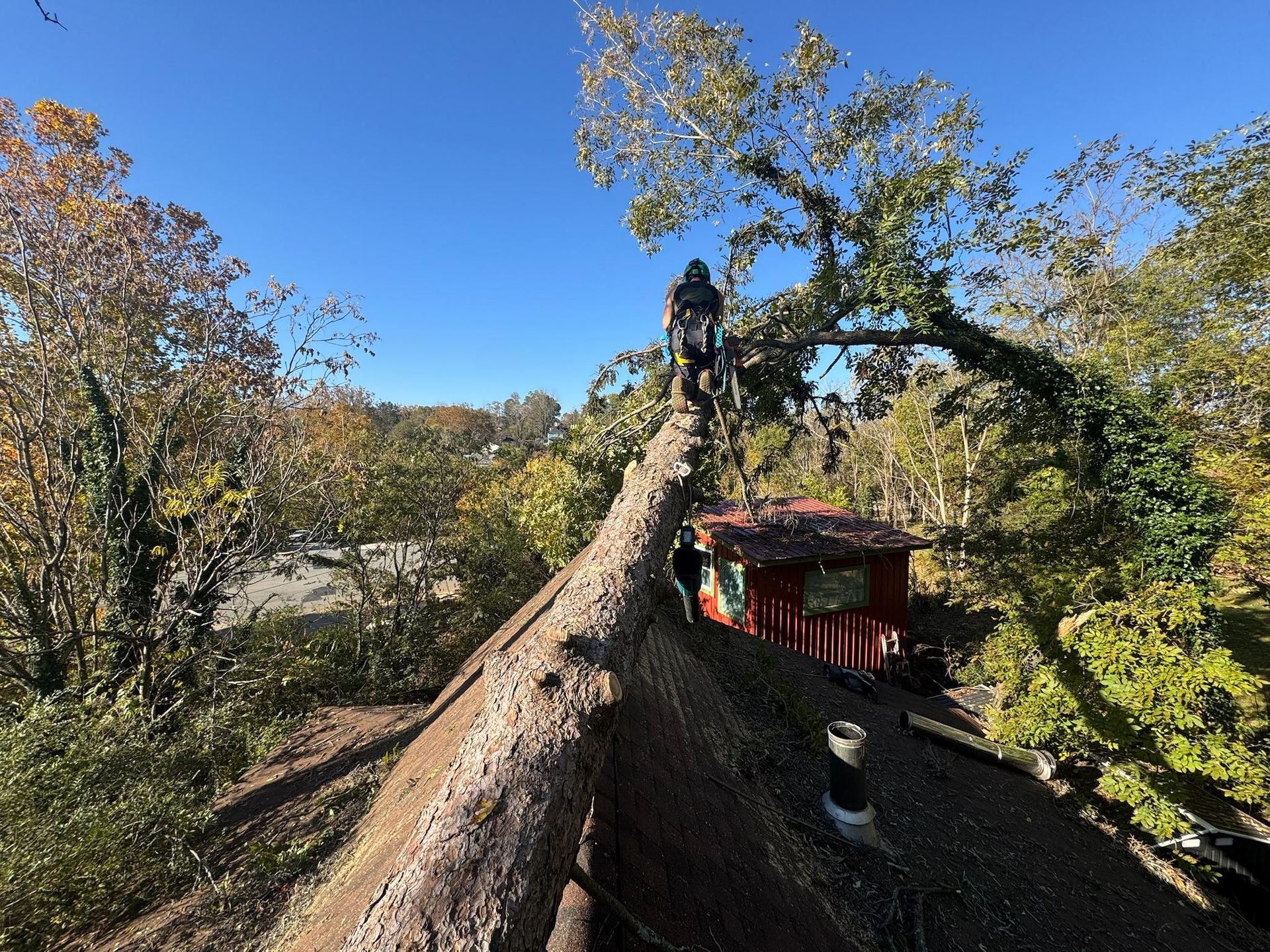 Person trimming a tree branch over a thatched roof with surrounding fall foliage under a clear blue sky.
