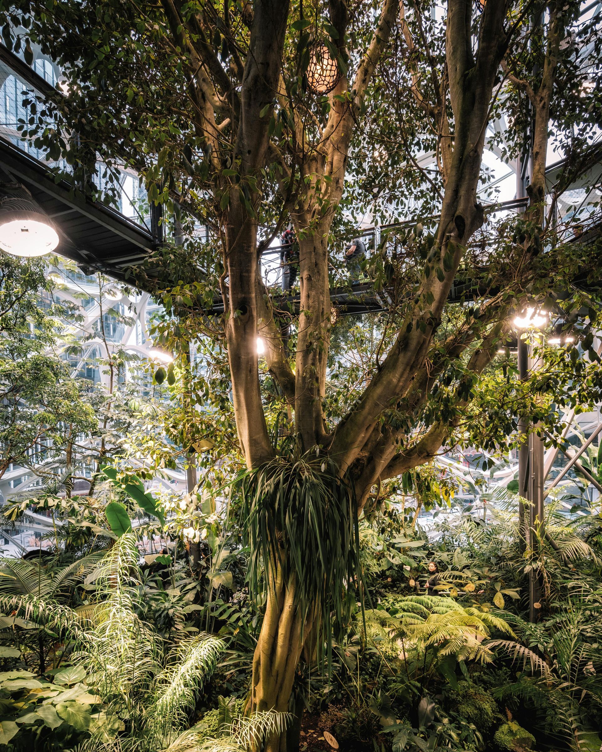 A large tree with lush green foliage, lit by soft lights, inside a modern building with glass walls.