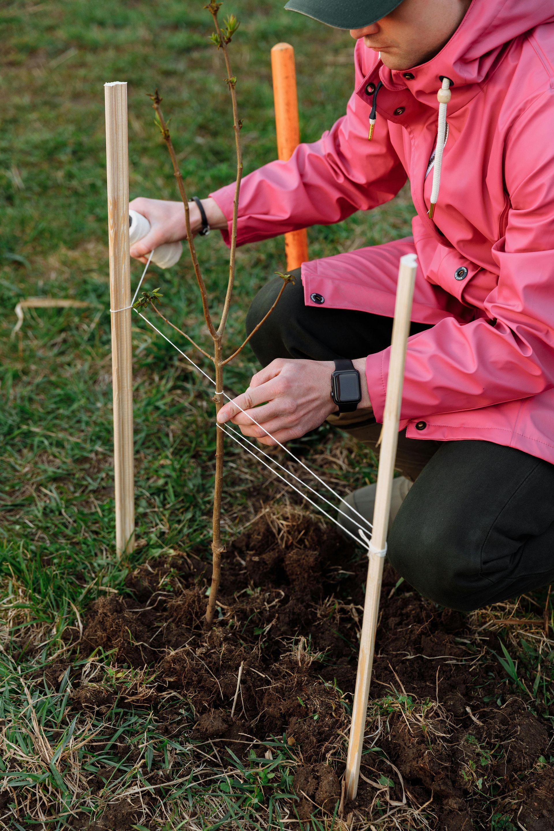 Person planting tree, securing it with stakes and string in a grassy field. They're wearing a pink jacket and hat.