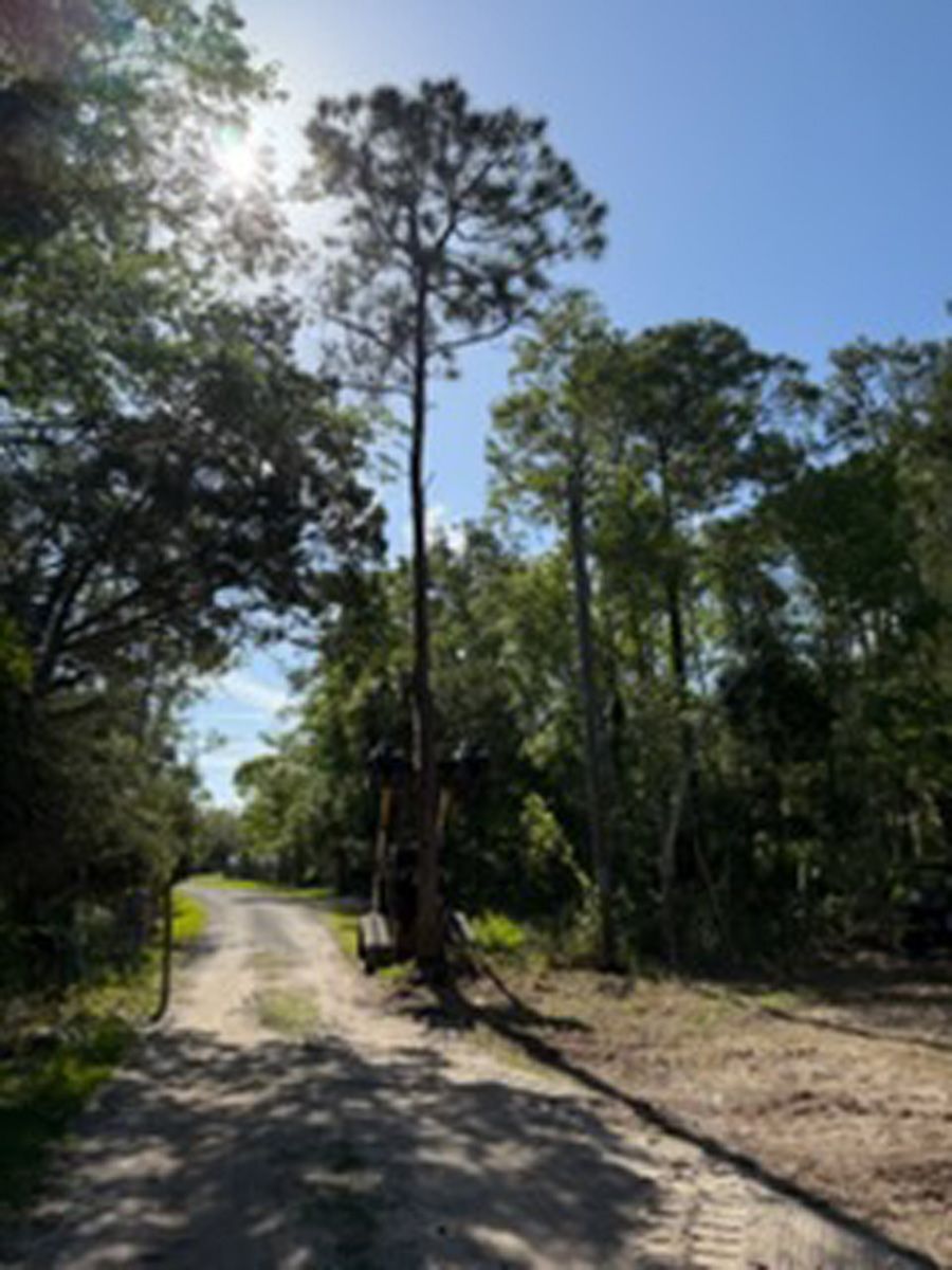 Sunlit dirt road winding through tall pine trees under a clear blue sky