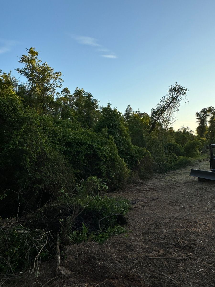 Dirt path beside dense green bushes under a clear blue sky, with a concrete bench on the right.