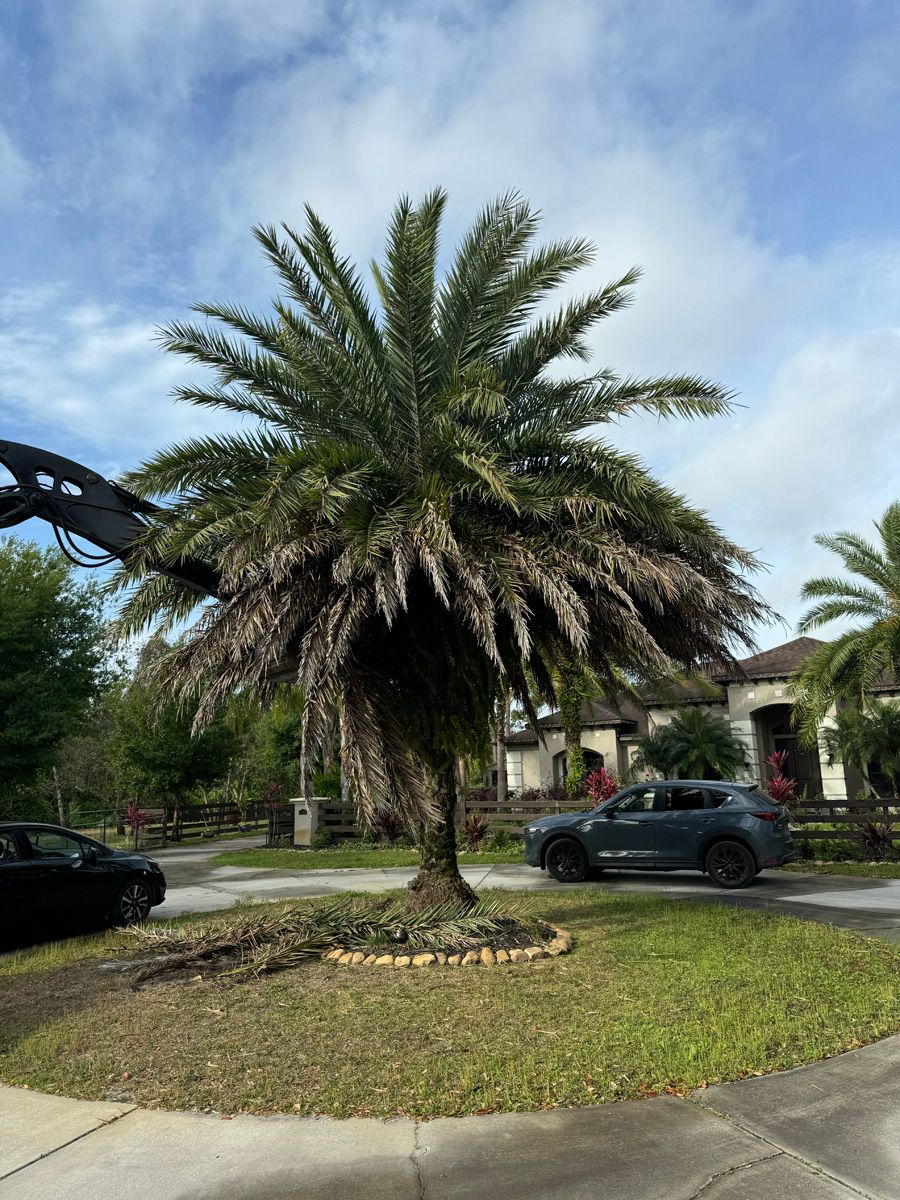 Palm tree in a landscaped suburban median with parked cars and houses under a partly cloudy sky
