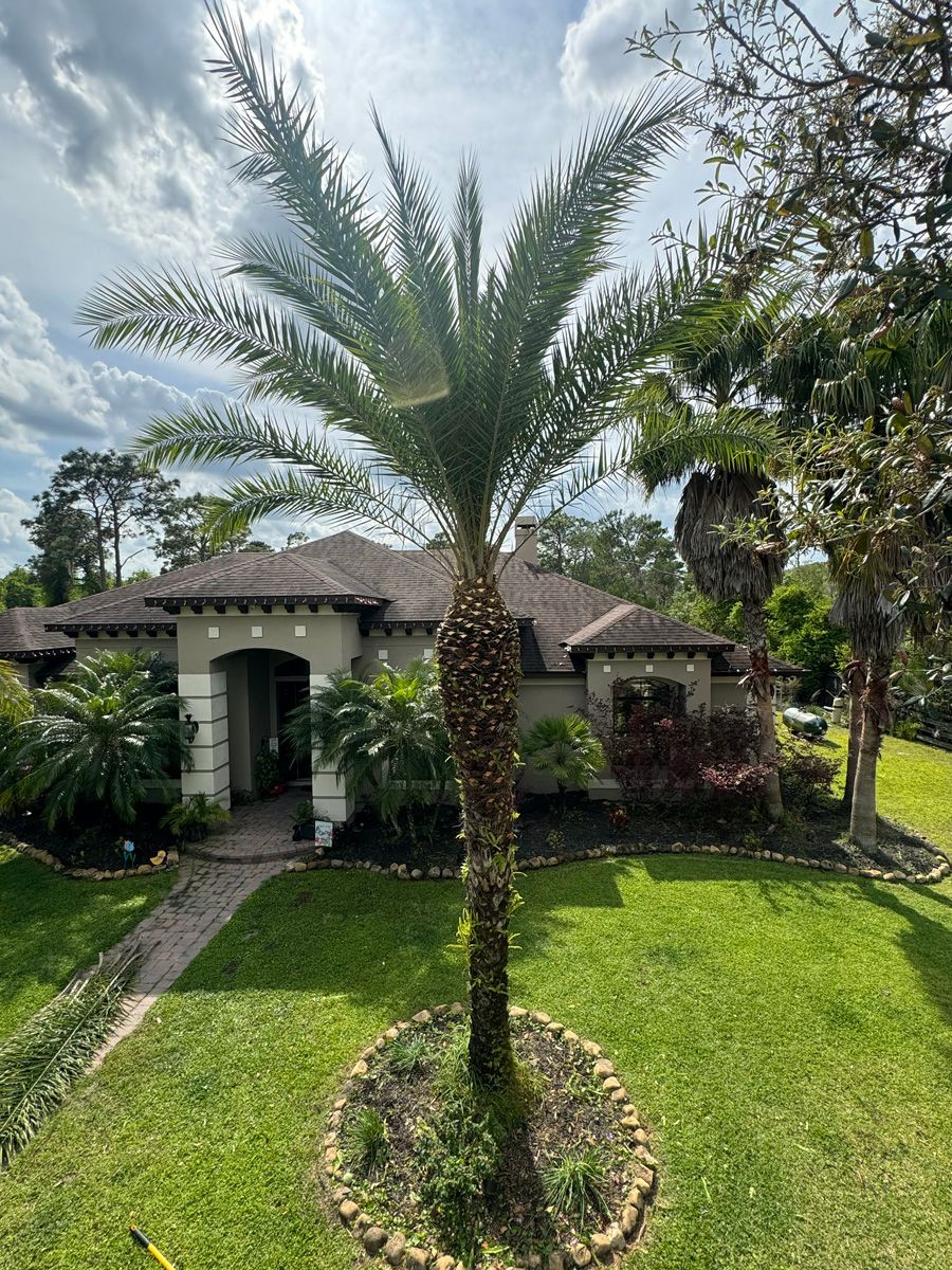 Single-story house with a front lawn and a tall palm tree in the center.
