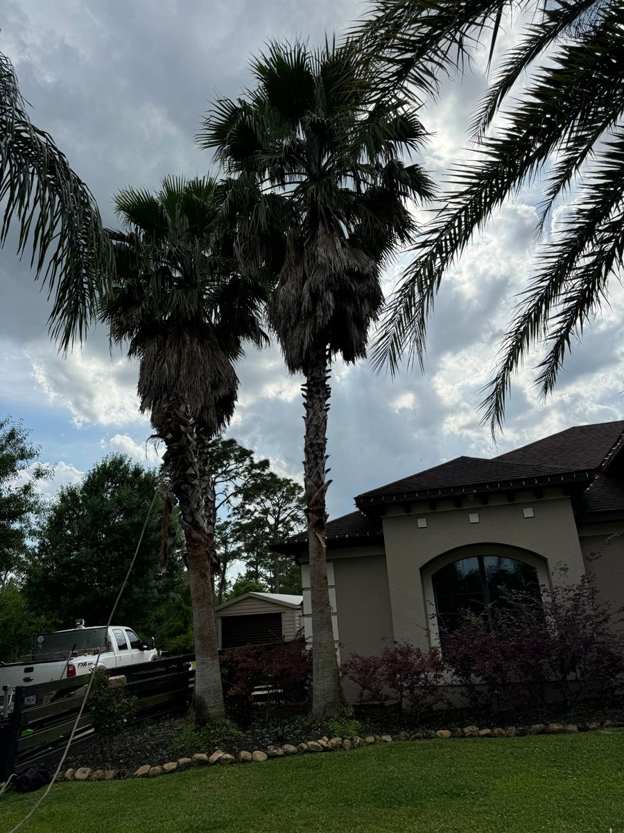Two tall palm trees in a landscaped yard beside a stucco house under a cloudy sky