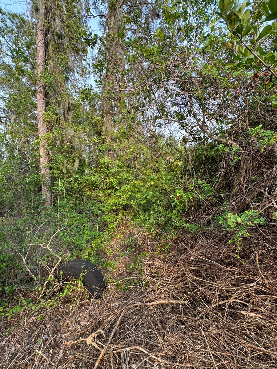 Dense green woodland with tangled brush and a black bird on the ground near the lower left