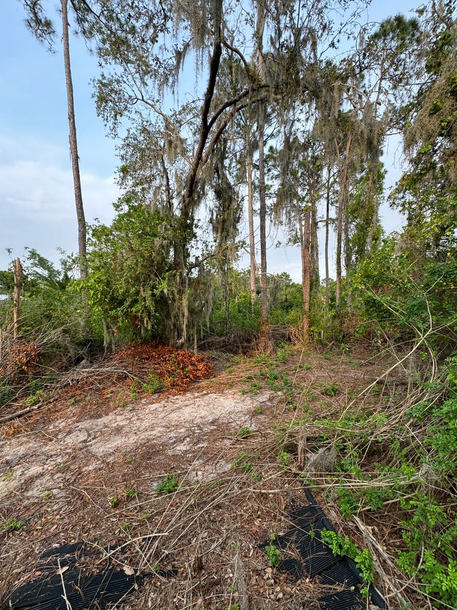 Dirt path through a wooded area with tall trees, brush, and scattered dry vegetation