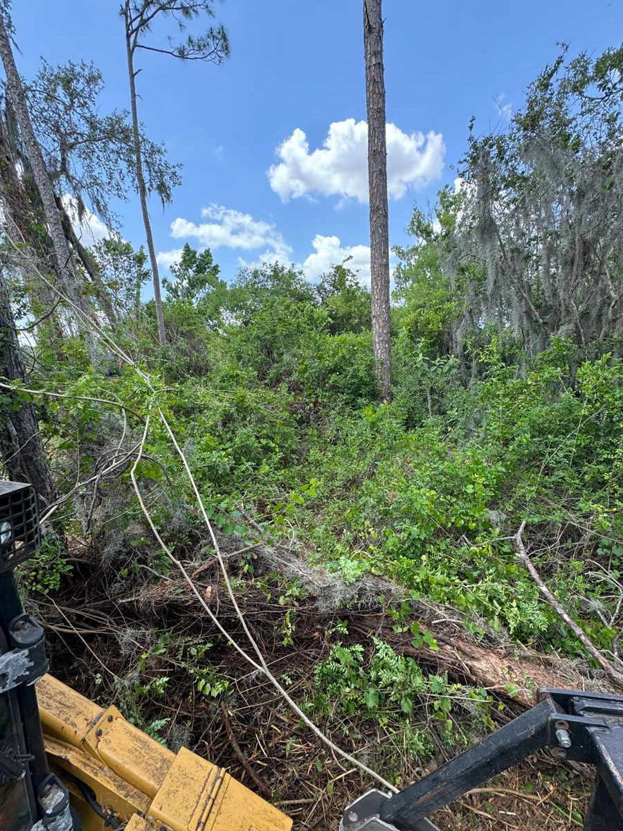 Cleared forest area with fallen branches, dense green brush, and tall palm trees under a blue sky