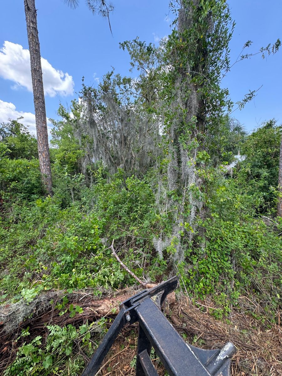 Overgrown forest trail with mossy trees and a bicycle handlebar in the foreground