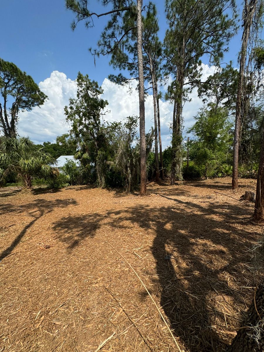 Dry wooded clearing with tall trees, scattered shade, and a blue sky with clouds.