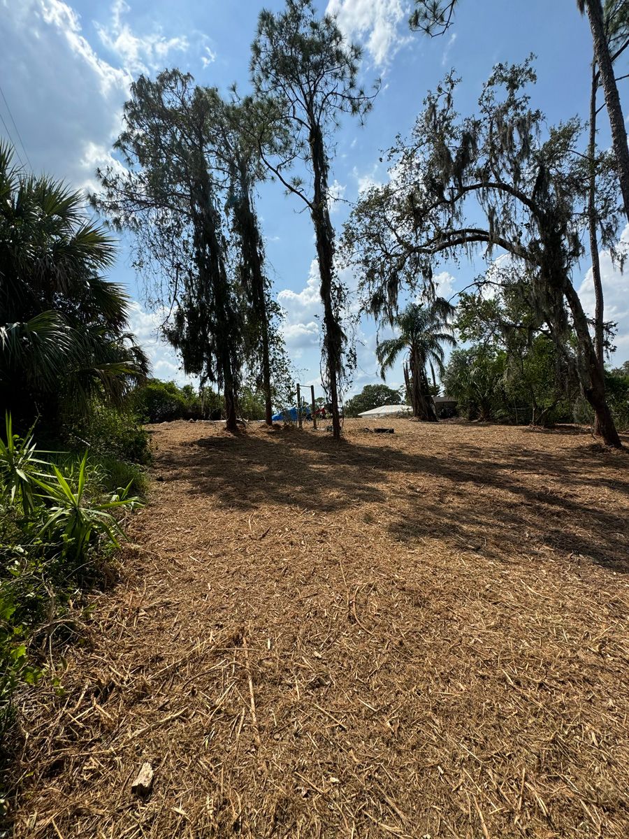 Wooded hillside with tall trees, dry ground, and bright blue sky with clouds.
