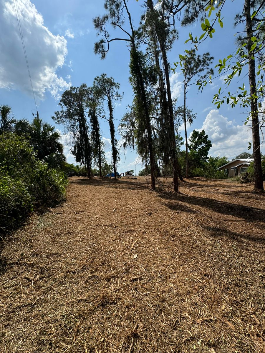 Sunlit dirt path through a wooded area with tall trees and scattered brush