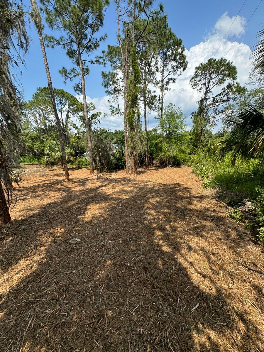 Sunlit dirt clearing with scattered trees and dry ground in a wooded area