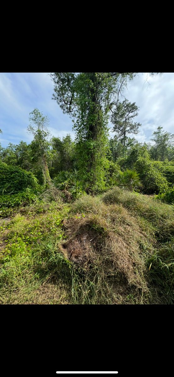 Grassy mound with dense green shrubs and tall trees under a bright blue sky