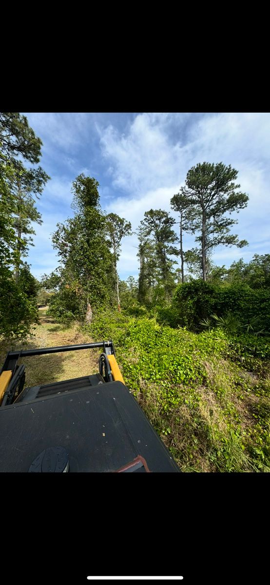 Off-road vehicle hood overlooking a sunny forest trail with tall trees and blue sky
