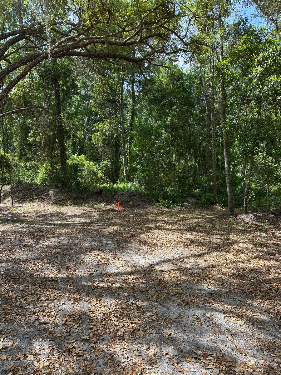 Wooded trail with sandy ground, scattered leaves, and dense green trees under sunlight