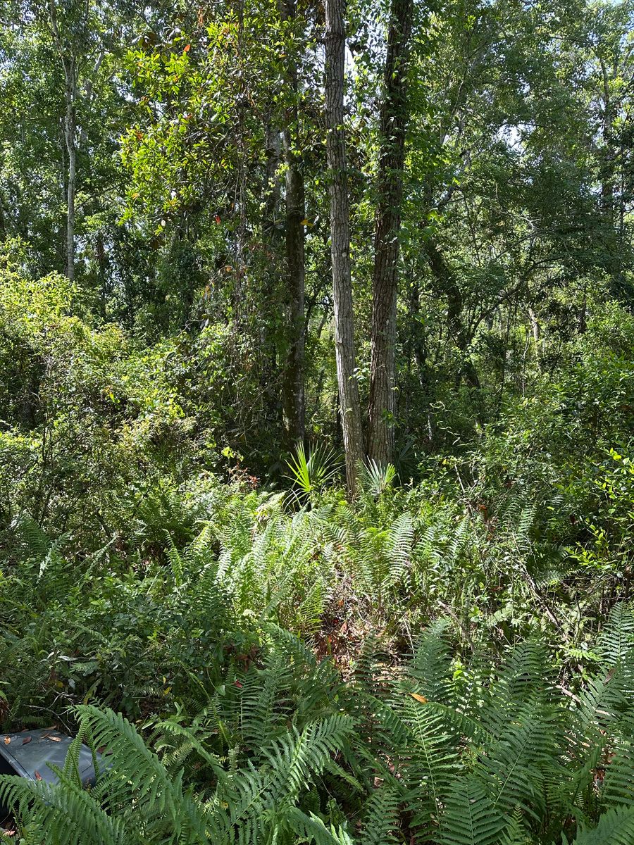 Dense green forest with tall trees, ferns, and sunlight filtering through the canopy
