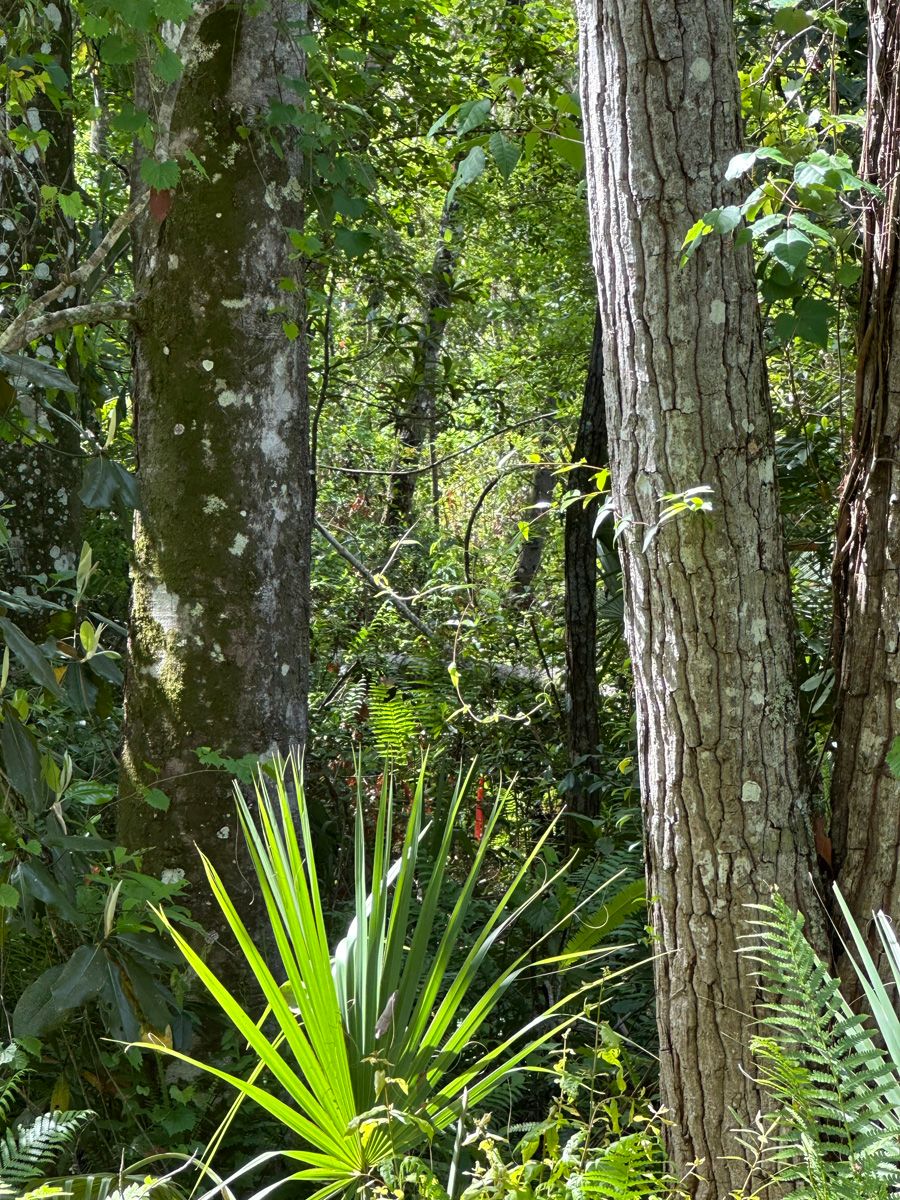 Dense green forest with tall trees and bright palm fronds in the foreground