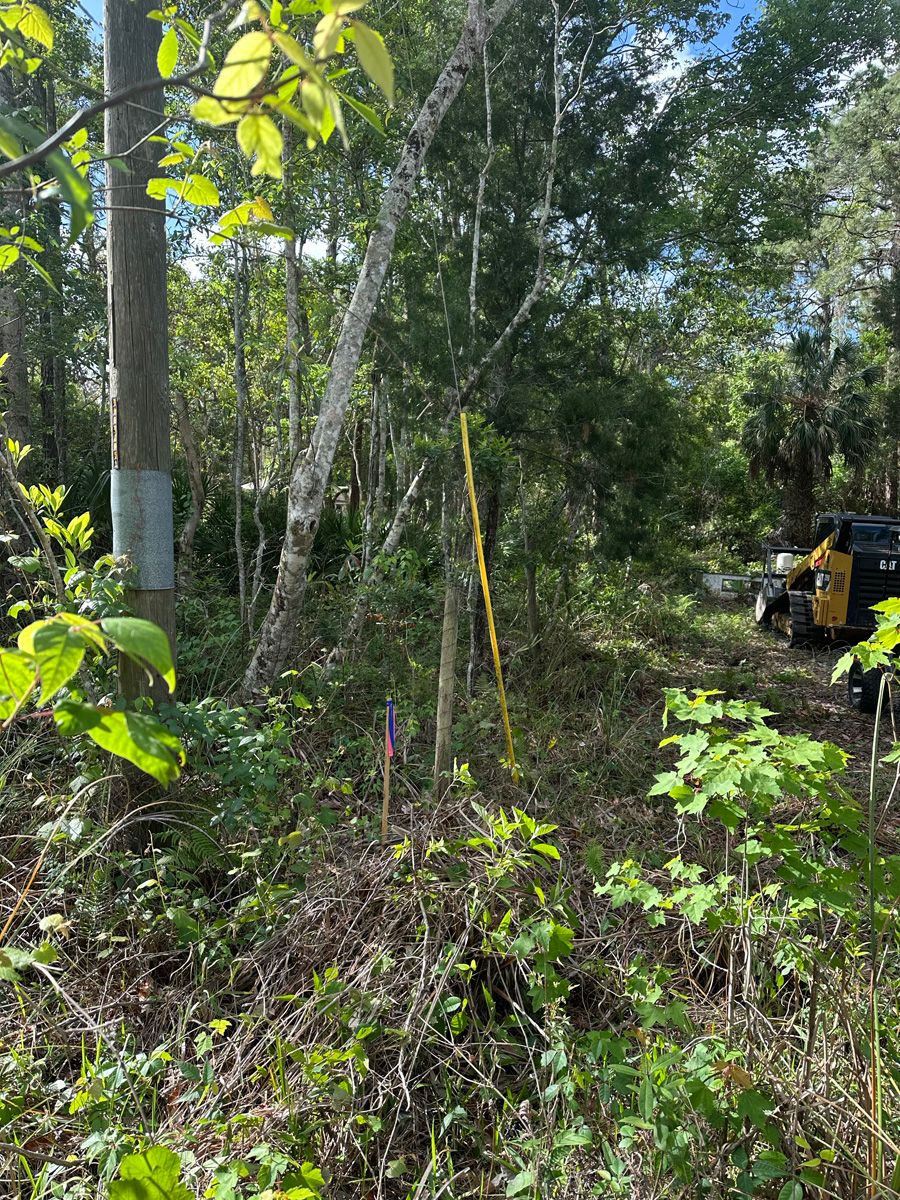 Cleared forest edge with tall trees, dense brush, and a yellow utility vehicle in the background