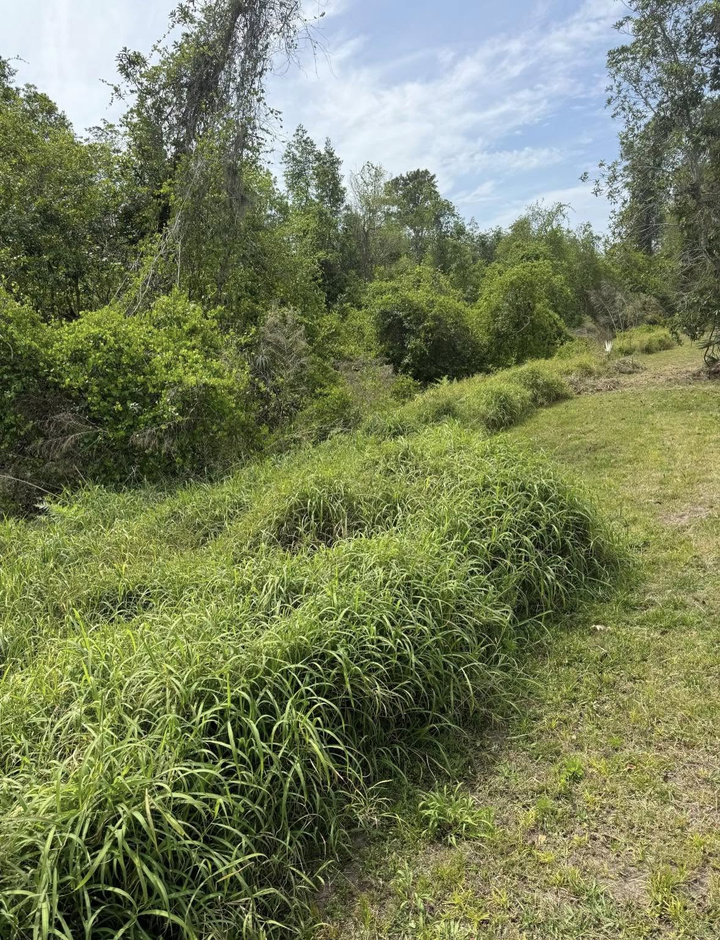Grassy roadside beside dense green trees under a partly cloudy sky
