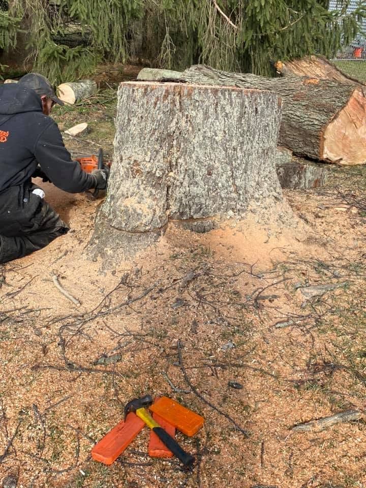 Person in dark clothing near a large tree stump, with a chainsaw on the ground in a wooded area.