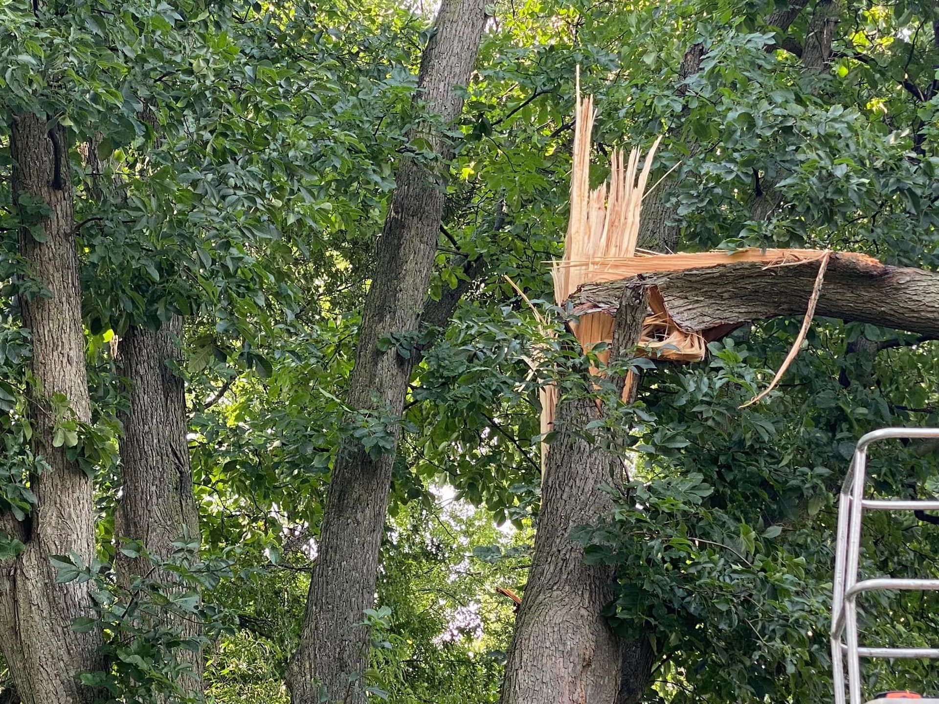 Damaged treehouse platform in dense green trees with a ladder on the right