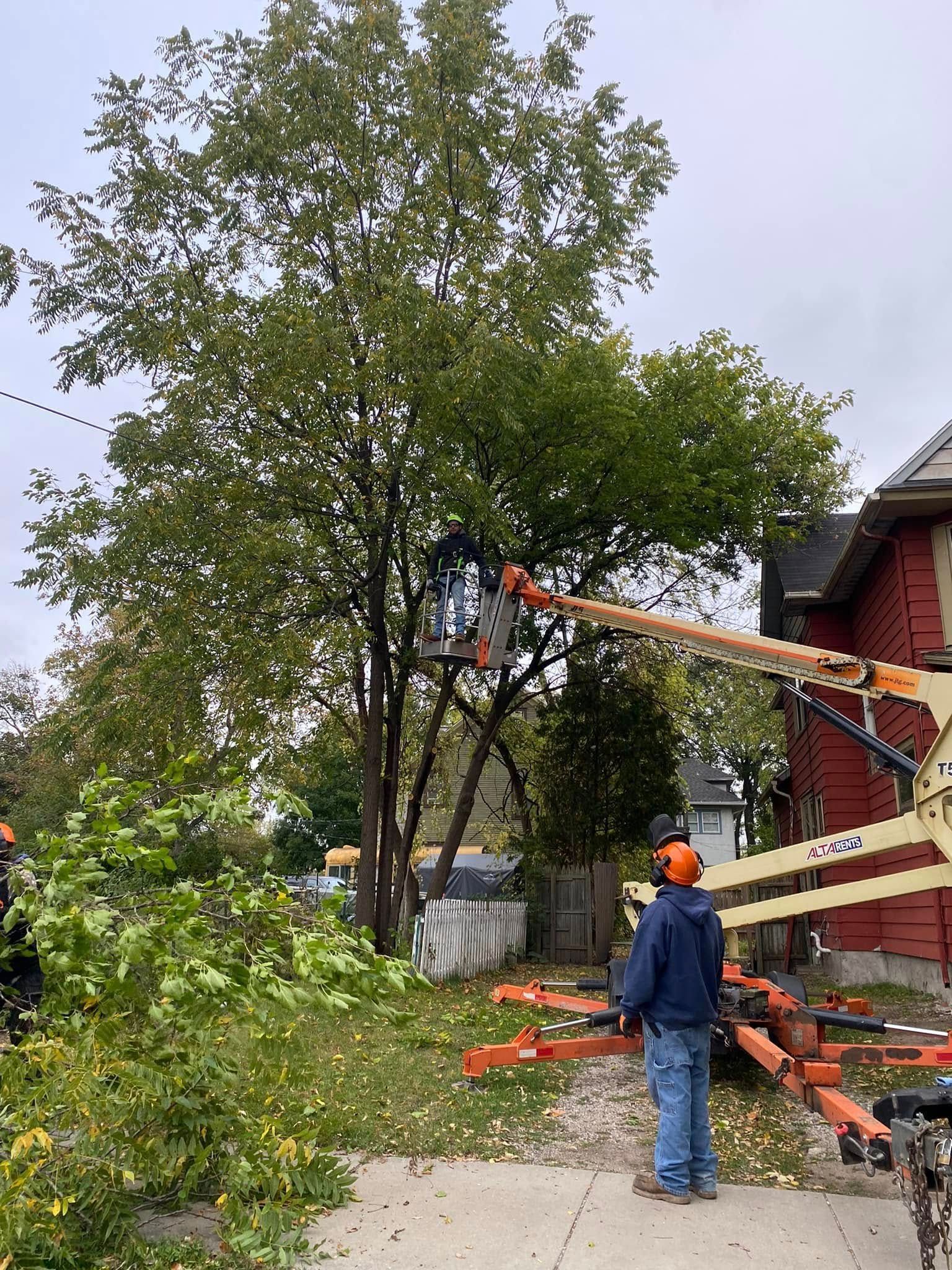 Tree being cut beside a house, with workers using an aerial lift and chainsaws.