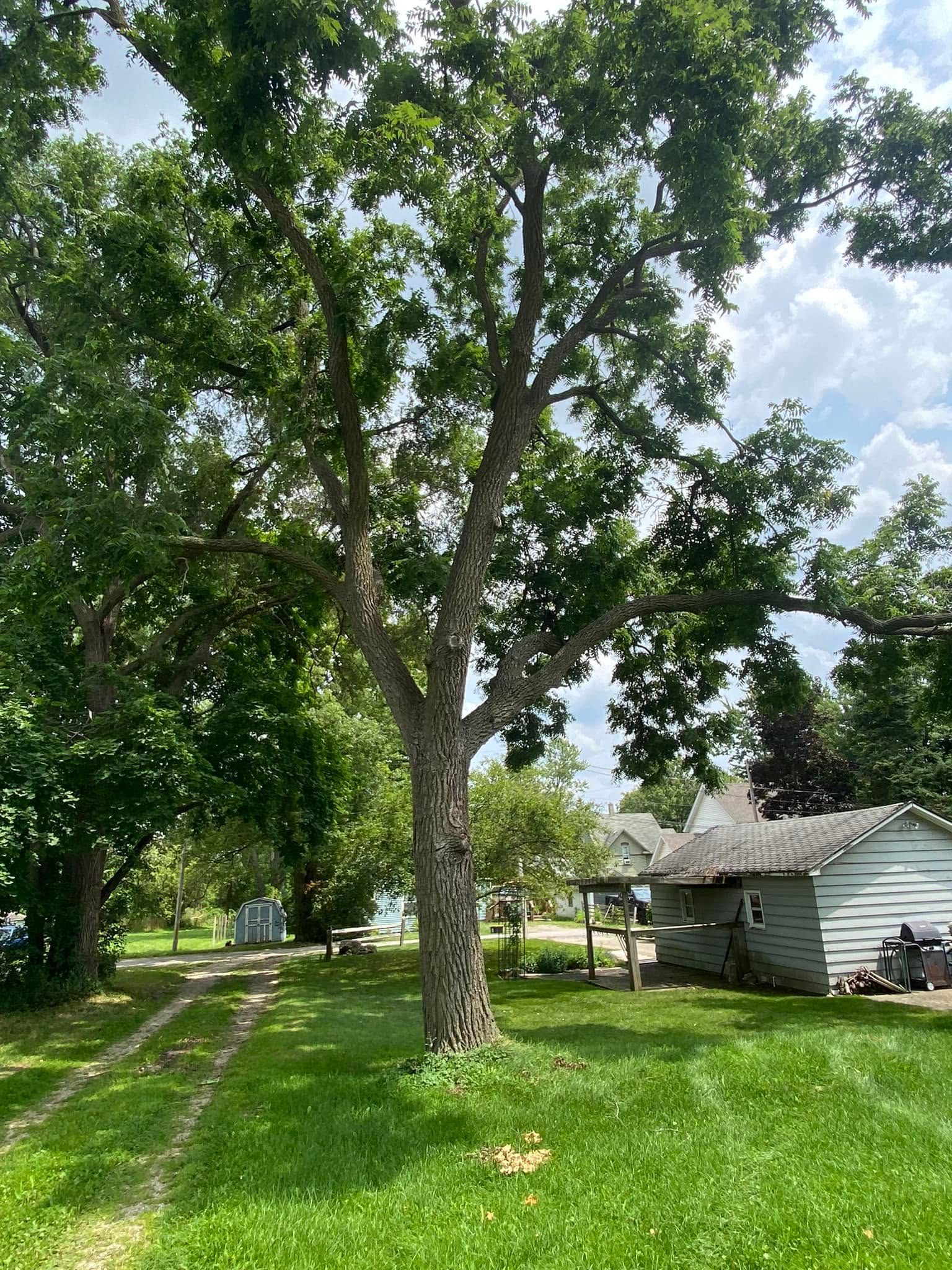 Large tree in a grassy yard beside a small white shed on a sunny day