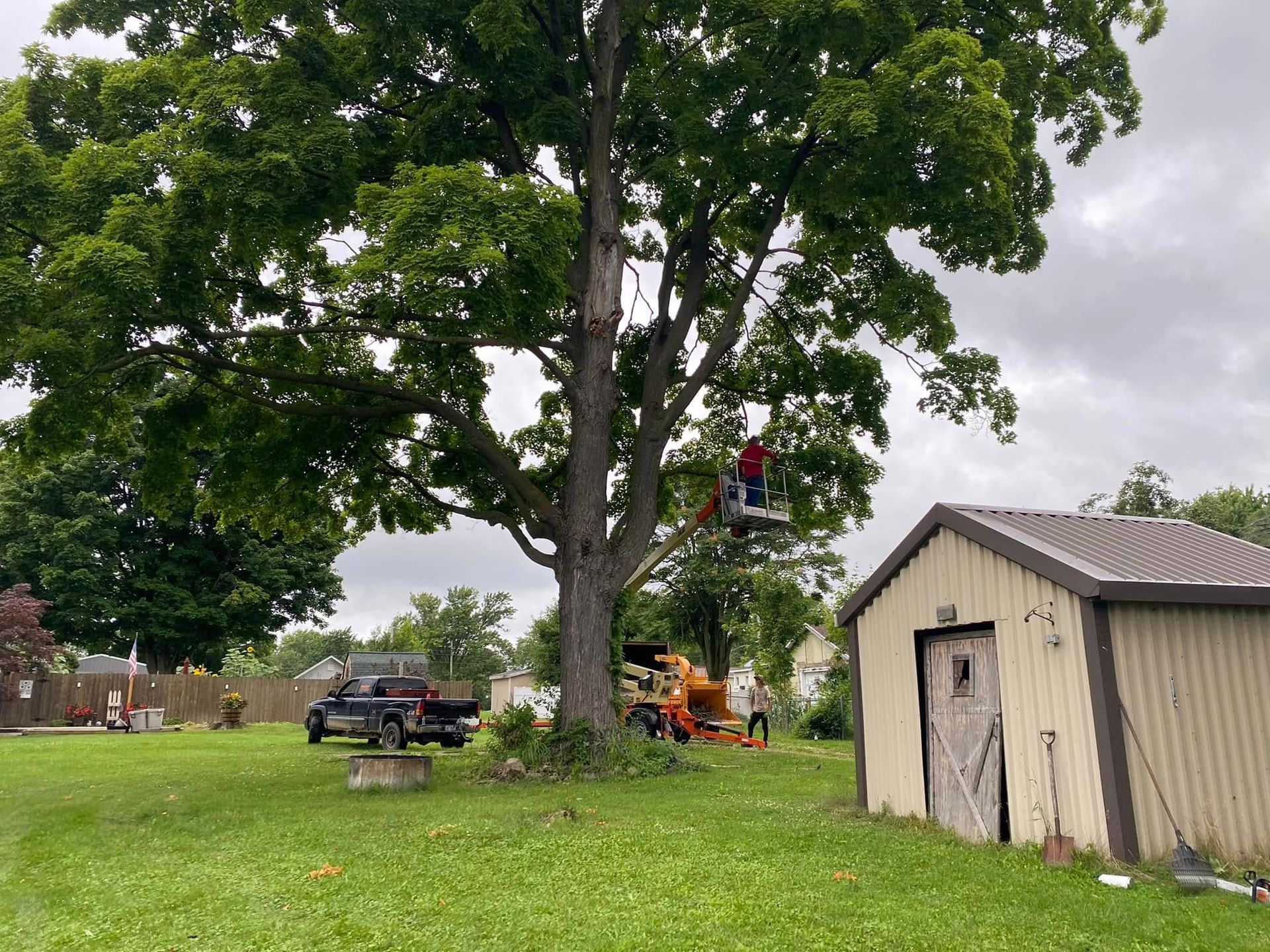 Workers in a bucket lift trimming a large tree beside a shed and truck in a grassy yard.