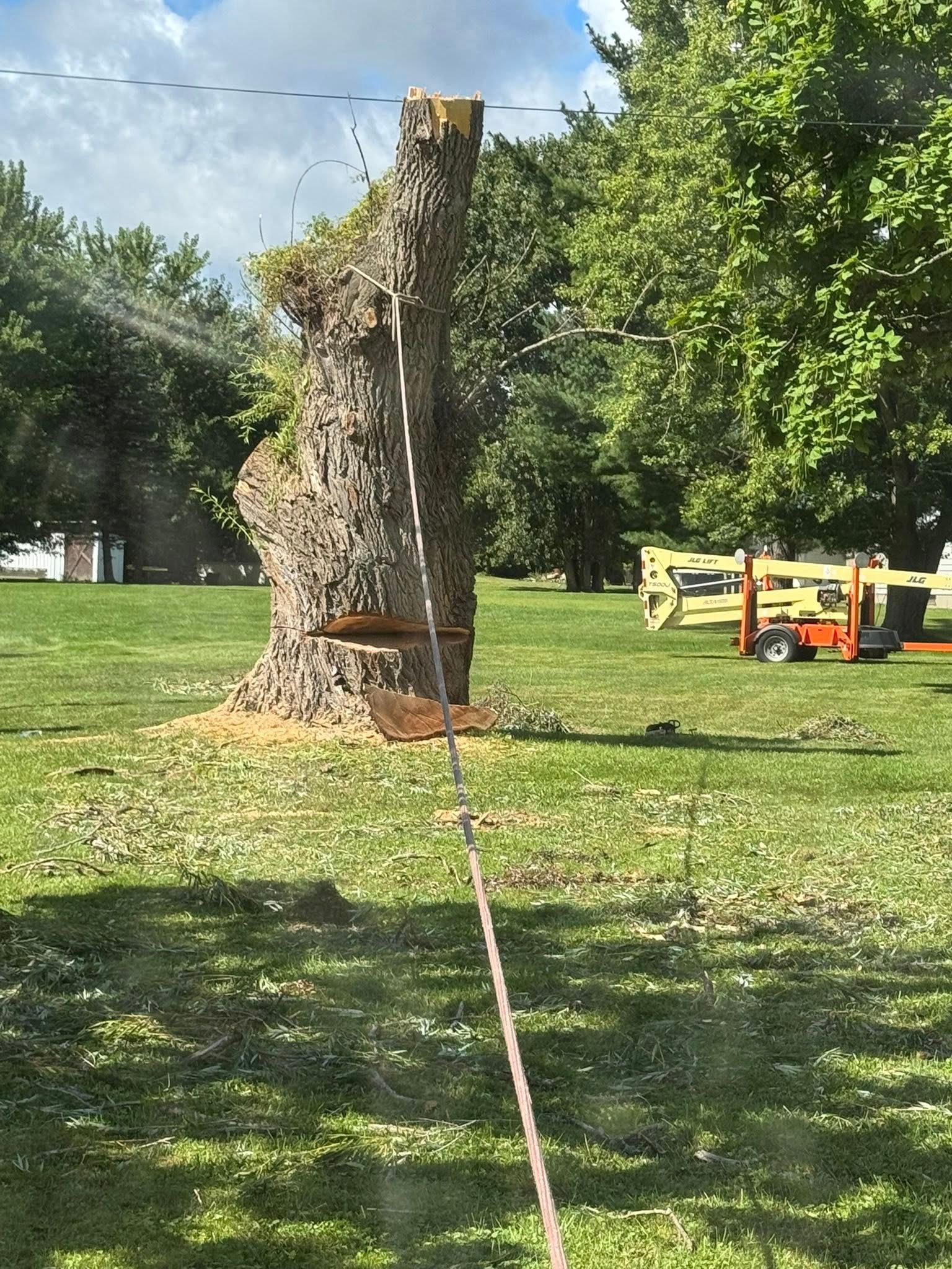 Large tree trunk being cut in a sunny park, with fallen debris and a yellow work trailer nearby