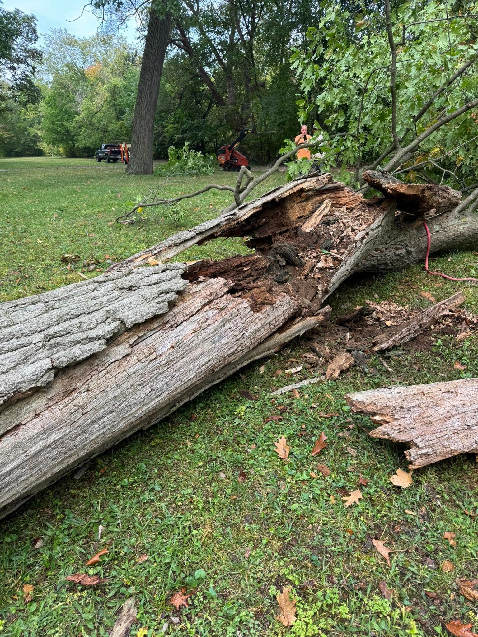 Large fallen tree trunk split open on a grassy park lawn, with trees and people in the background.