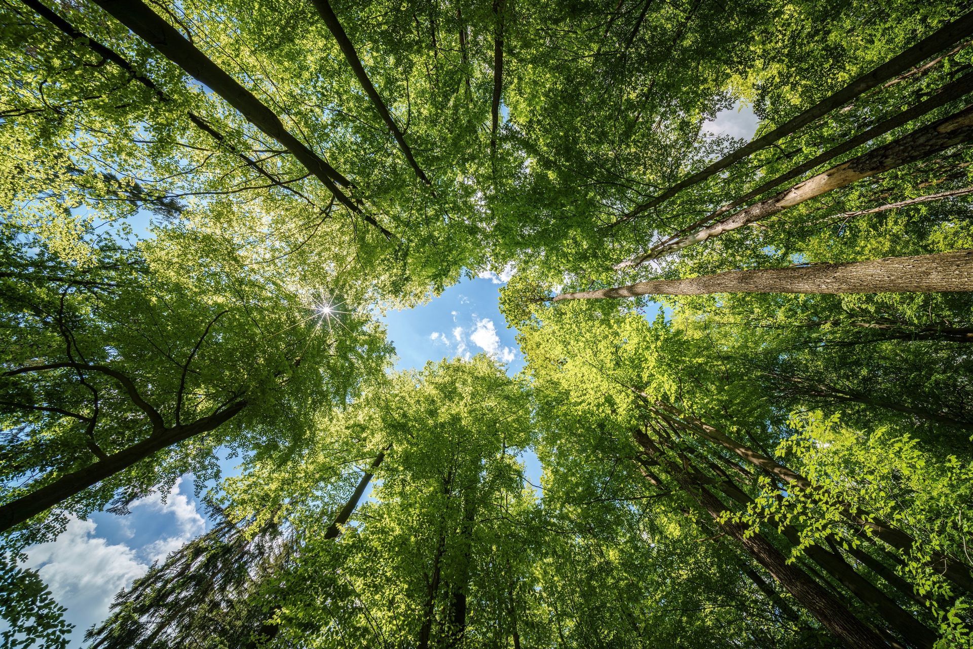 Looking up through a green forest canopy with tall trees framing patches of blue sky and clouds