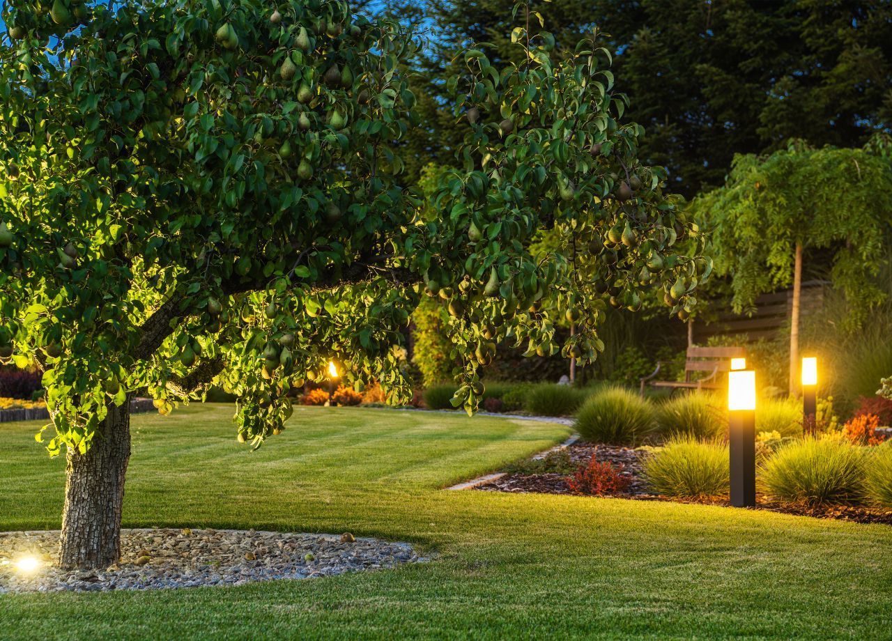 Lush green backyard with glowing lights illuminating trees, bushes, and grass at dusk.